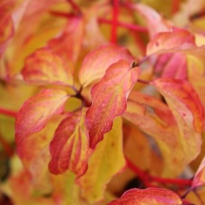 Саженец Дерена кроваво-красного Анна Винтер Оранж