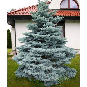 Саженец Ели колючей Мисти Блу (Pungens Misty Blue) (саженец до 25 см)