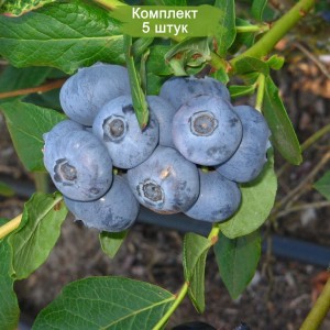 Саженцы черники высокорослой Атлантис (Atlantis) -  комплект 5 шт.