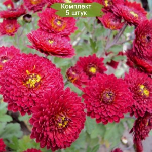Саженцы среднецветковой хризантемы бордовой оранжевой Зарница -  комплект 5 шт.