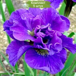 Саженцы ириса сибирского Конкорд Краш (Concord Crus) -  комплект 5 шт.