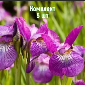 Комплект 5шт / Ирис сибирский Роуз Квест