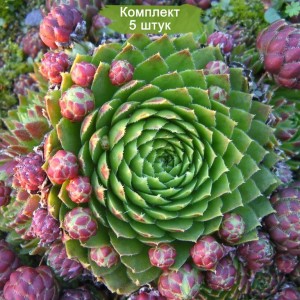 Саженцы Молодило (Каменная роза)  -  комплект 5 шт.