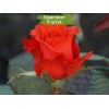 Комплект 5шт
 / Роза Royal Massay - Роял Массай(чайно-гибридная)
