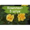 Комплект 5шт
 / Роза Yellow Eveline (Йеллоу Эвелин) (спрей)