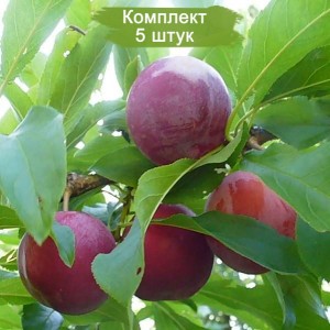 Саженцы ранней красной сливы Красный Шар -  комплект 5 шт.