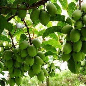 Саженец актинидии самоплодной Доктор Шимановский