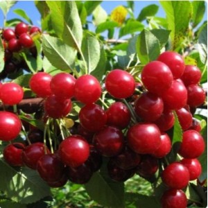 Вишня войлочная Красавица