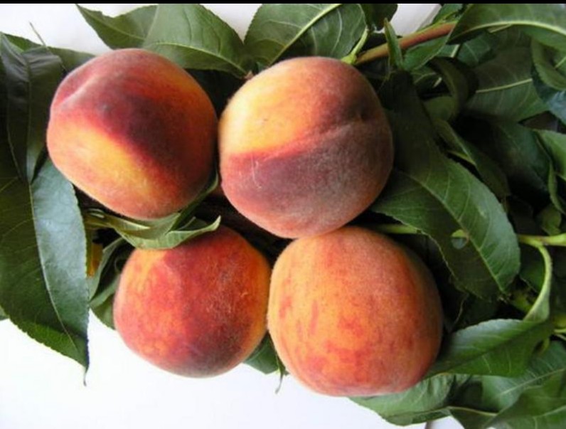 Персик Крымский фейерверк