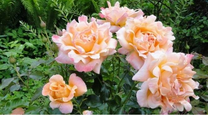 Саженец розы флорибунды Раффлс (Ruffles)