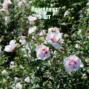 Комплект 5шт / Гибискус древовидный Чайна Шифон