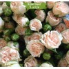 Комплект 5шт
 / Роза Romantic Pepita (Романтик Пепита) (спрей)