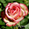 Саженец чайно-гибридной розы Карусель (Carousel)