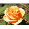 Саженец чайно-гибридной розы Примадонна (Primadonna )