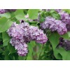 Сеянец Сирень Lavander Lady