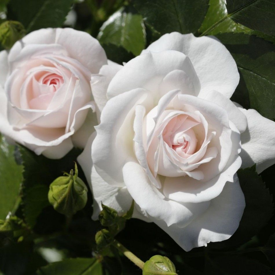 Саженец парковой розы Аспирин Розе (Aspirin Rose)