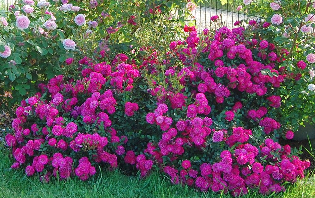 Саженец почвопокровной розы Сиреневый дождь (Hedetraum)
