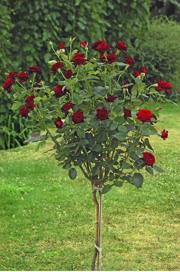 Комплект из 3-х штамбовых роз Блэк Баккара (Black Baccara)