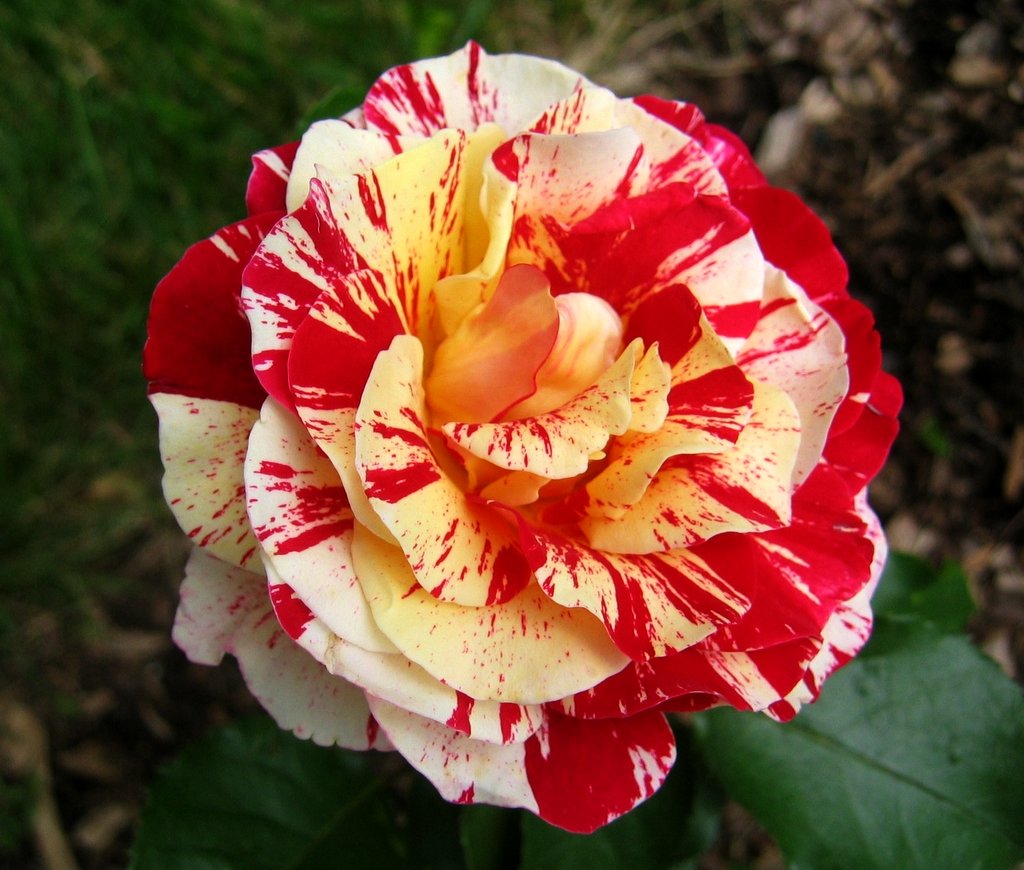 Саженец кустовой розы George Burns (Джордж Бёрнс)