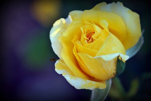Саженец чайно-гибридной розы Джина Лоллобриджида (Gina Lollobrigida)