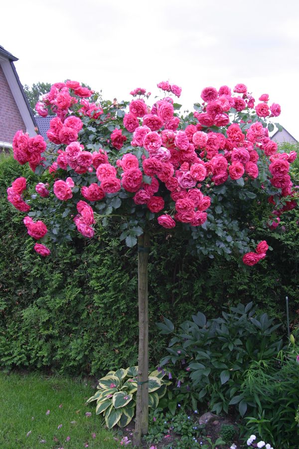 Саженец штамбовой розы Розариум Ютерзен (Rosarium Uetersen)